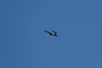 Ein Seeadler wird von einer Nebelkr�he attackiert. - 21.05.2017
