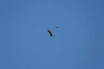 Ein Seeadler wird von einer Nebelkrhe attackiert. - 21.05.2017
