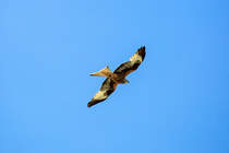 Rotmilan auf Beutesuche. - 21.05.2017 