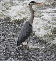 GRAUREIHER AUF BEUTESUCHE AM LAHNWEHR WETZLAR
Immer wieder faszinierend,die gefiederten Freunde auf Beutesuche zu beobachten-
wie hier am 23.5.2017 in WETZLAR am Lahnwehr.Selbst in Stdten sind sie mittlerweile
heimisch,aber sie sind extrem scheu-man darf ihnen nicht zu nahe kommen....