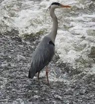 GRAUREIHER AUF BEUTESUCHE AM LAHNWEHR WETZLAR
Immer wieder faszinierend,die gefiederten Freunde auf Beutesuche zu beobachten-
wie hier am 23.5.2017 in WETZLAR am Lahnwehr.Selbst in St�dten sind sie mittlerweile
heimisch,aber sie sind extrem scheu-man darf ihnen nicht zu nahe kommen....