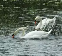 FAMILIE SCHWAN AUF DER LAHN
Alles Erziehungssache!!Papa und Mama Schwan scheinen dem Nachwuchs hier am 23.5.2017
auf der LAHN in WETZLAR beizubringen,wie man Futter in den Schnabel kriegt....
