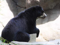 Ein Brillenbr im Zoo Duisburg.