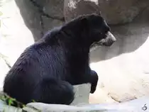 Ein Brillenb�r im Zoo Duisburg.