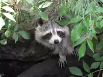 Ein Waschb�r im Zoo Duisburg.