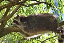 Ein �u�erst relaxter Waschb�r im Zoo Duisburg.