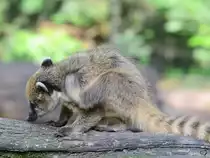 Diesem Nasenb�r juckt wohl das Fell... (Zoo Duisburg)