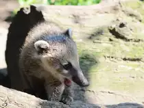 Ein junger Nasenb�r im Zoo Duisburg.