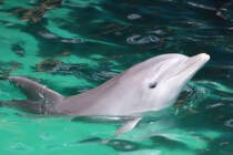 Ein Delfin im Zoo Duisburg.