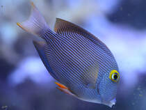 Ein Goldring-Borstenzahn-Doktorfisch im Zoo Duisburg.