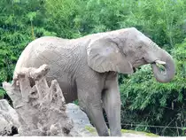Ein S�dafrikanischer Steppenelefant im Zoo Duisburg.