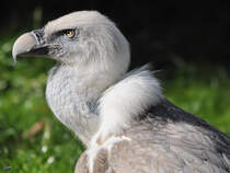 Ein Westlicher Gnsegeier im Zoo Duisburg.