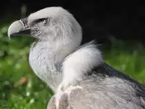 Ein Westlicher G�nsegeier im Zoo Duisburg.
