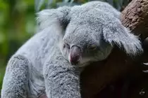 Ein m�der Queensland-Koala im Zoo Duisburg.