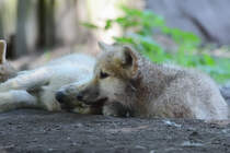 Ein junger Hudson-Bay-Wolf mit seiner Mama im Zoo Duisburg.