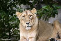 Immer wieder fotogen. Indische Lwin beim Foto-Shooting.