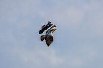 Habicht wird von einer Krhe angegriffen. - 28.05.2017