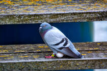 Dieser Taube ist wahrscheinlich Ei(n) Missgeschick passiert. - 28.05.2017