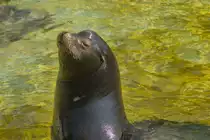 Kalifornischer Seel�we