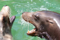Kalifornische Seelwen im Zoo Duisburg.