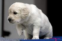 Golden Retriever Welpe - 4 Wochen alt 06.06.2008 Oberhausen