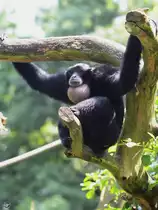 Ein Siamang im Zoo Duisburg.