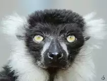 Ein Schwarzerwei�er Vari im Zoo Duisburg.