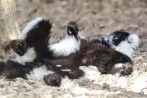 Ein Schwarzerwei�er Vari im Zoo Duisburg.