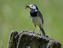 Eine Bachstelze nach erfolgreicher Jagd