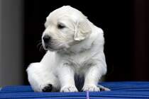 Golden Retriever Welpe - 4 Wochen alt 06.06.2008 Oberhausen