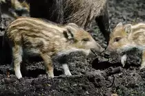 Zwei kleine Wildschweinferkel