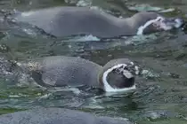 Humboldtpinguine im Tiergarten Sch�nbrunn.