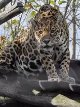 Ein Jaguar im Tiergarten Sch�nbrunn.