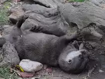 Ein Eurasischer Fischotter im Tiergarten Sch�nbrunn.
