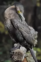 Ein Kormoran im Tiergarten Sch�nbrunn.