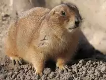 Ein Pr�riehund im Tiergarten Sch�nbrunn.