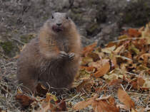 Ein Prriehund im Tiergarten Schnbrunn.