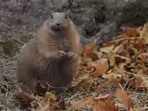 Ein Pr�riehund im Tiergarten Sch�nbrunn.