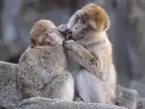 Berberaffen im Tiergarten Sch�nbrunn.