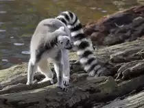 Ein Katta im Tiergarten Sch�nbrunn.