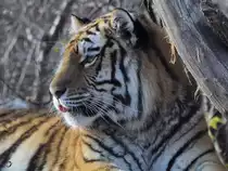 Ein Sibirischer Tiger im Tiergarten Sch�nbrunn.