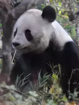 Ein Gro�er Panda im Tiergarten Sch�nbrunn.