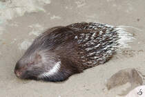 Ein Weischwanz-Stachelschwein im Zoom Gelsenkirchen.