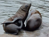 Junge Kalifornische Seelwen im Zoom Gelsenkirchen.