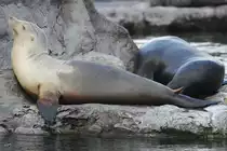 Kalifornische Seel�wen im Zoom Gelsenkirchen.
