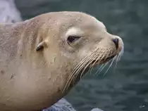 Ein Kalifornischer Seel�we im Zoom Gelsenkirchen.