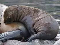 Ein junger Kalifornischer Seel�we im Zoom Gelsenkirchen.