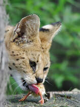 Fressen und gefressen werden... (Zoom Gelsenkirchen)