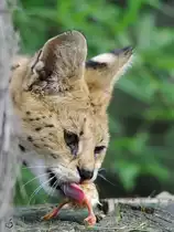 Fressen und gefressen werden... (Zoom Gelsenkirchen)