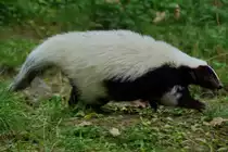 Ein Stinktier im Zoom Gelsenkirchen.